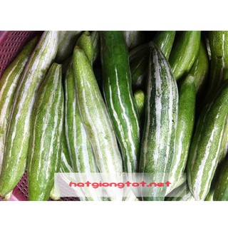 Hạt giống mướp nhật