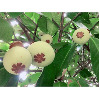 Cây giống Măng Cụt ( SIÊU TRÁI + SIÊU SỚM)