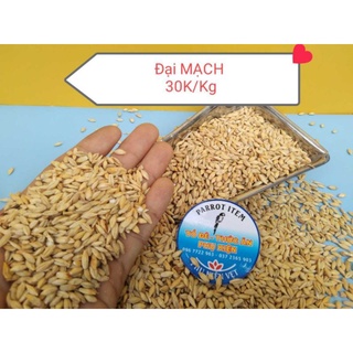 500g hạt đại mạch cho chim, vẹt