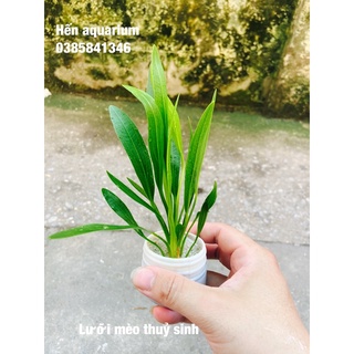 Cây thuỷ sinh lưỡi mèo . 1️⃣0️⃣ k / cây . Dễ trồng cho người mới chơi