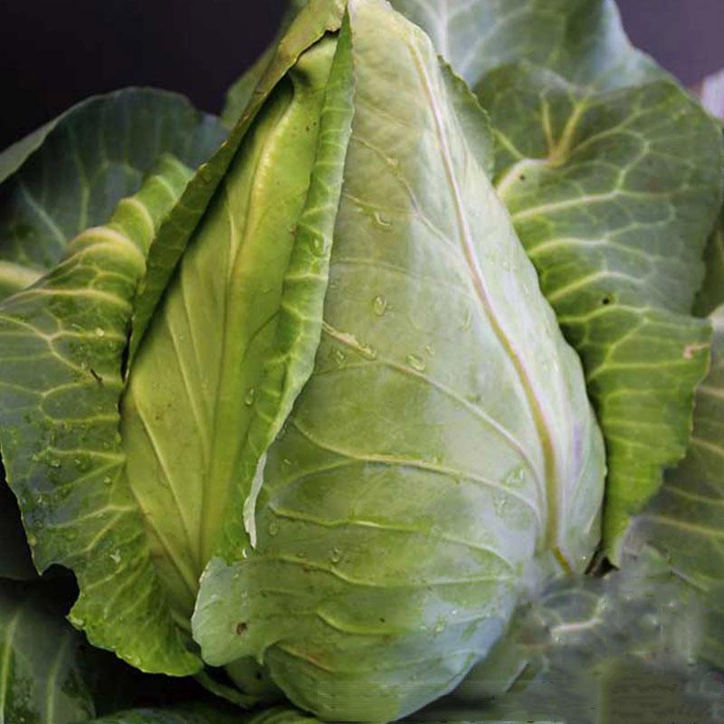 HẠT GIỐNG BẮP CẢI TIM AN NHIÊN F1 AN100 GÓI 10G -  DỄ TRỒNG, ĂN NGON