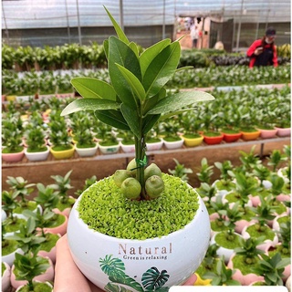 Chậu cây tài lộc 5 trái để bàn