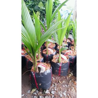 CÂY DỪA XIÊM DỨA Quang.Phú (CHUẨN GIỐNG THÁI LAN )