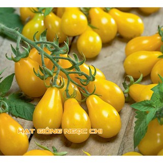 Hạt Giống Cà Chua Lê Vàng - 30 Hạt