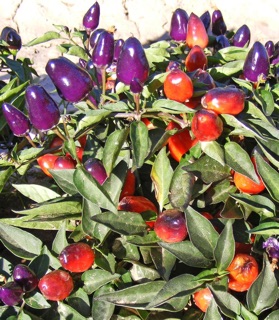 Hạt giống ớt cherry ngũ sắc Buni(50-70 hạt)