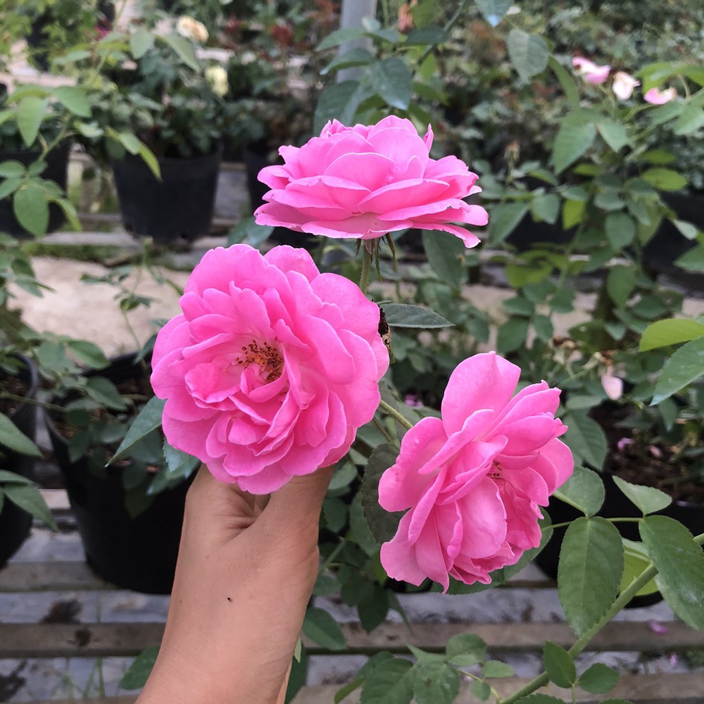 Hồng cổ Son Môi size C10 cho hoa hương thơm đậm-Ut Nho