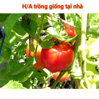 Hạt Giống Cà Chua Dễ Trồng
