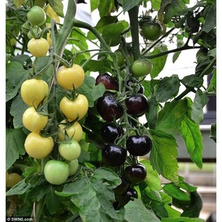 HẠT GIỐNG CÀ CHUA ĐEN
