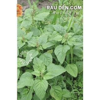 Hạt giống rau dền cơm gói 10gr