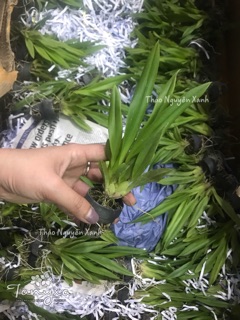 Vũ nữ trắng