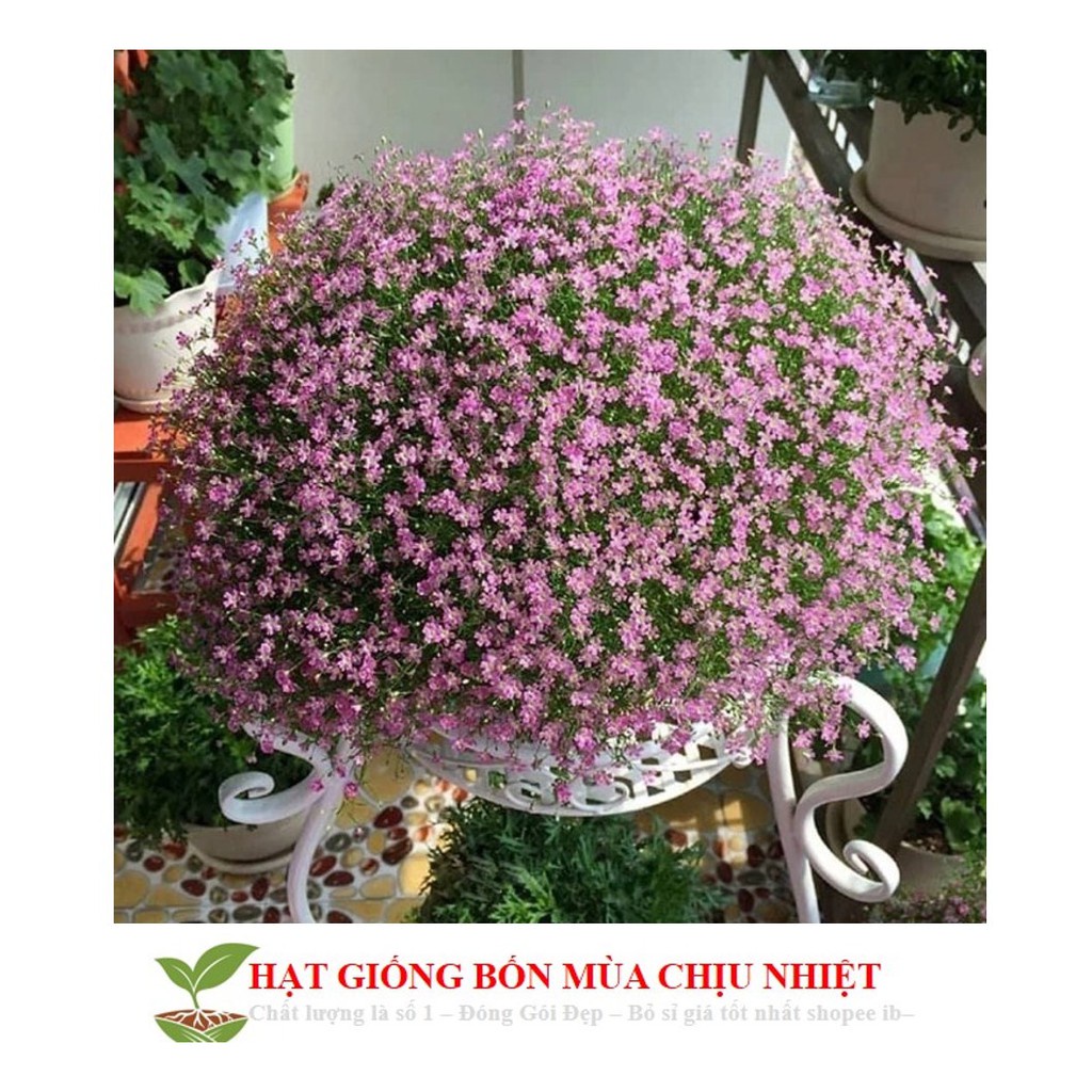 HG6B Gói 50 hạt giống hoa lưu ly hồng ĐẾN MÙA TRỒNG TẾT KHUYẾN MẠI TẾT ĐÔNG GIÁ SHOP MỚI