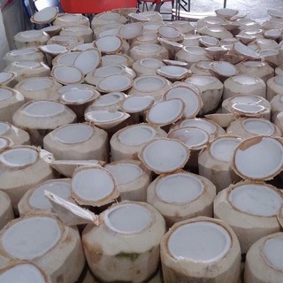 Dừa xiêm Bến Tre