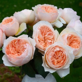 Combo 3 cây hoa hồng juliet-siêu đẹp
