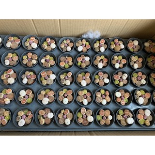 Sen Mông nhiều màu sắc