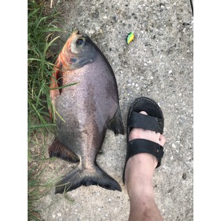 Mồi giả câu cá chim cực nhạy - Mồi giả cá voi lưng gù