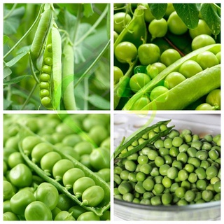 HẠT GIỐNG ĐẬU HÀ LAN - GÓI 20 GRAMMS626