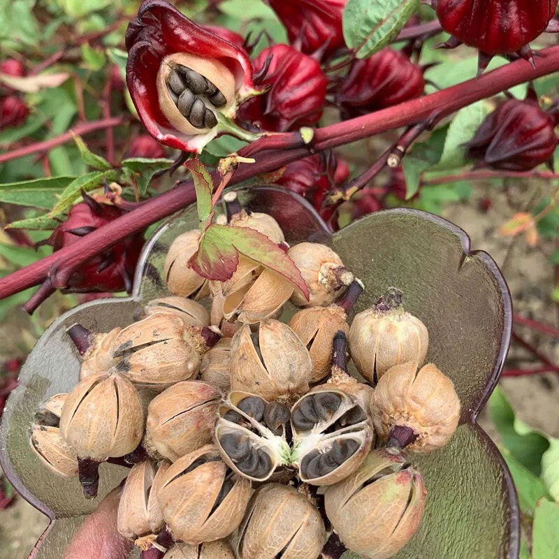 Hạt giống Atiso đỏ - 20 hạt, hoa bụp giấm Seed Land