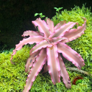 Dứa tiểu phụng hồng -Tặng 1 chậu Ruby với đơn hơn 250k