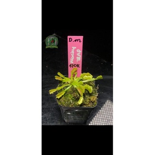 Cây Bẫy Kẹp - Venus flytap D.m  'Wacky Traps' - Cây Bắt Mồi tại HT Exotic Garden