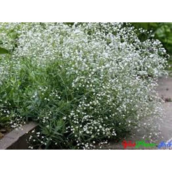 Hạt Giống Hoa Baby Trắng (50 Hạt) - [MUA 3 TẶNG 1 CÙNG LOẠI]