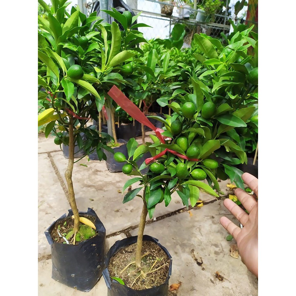 [FREESHIP - Xả Khô Máu] Cây tắc ngọt siêu trái