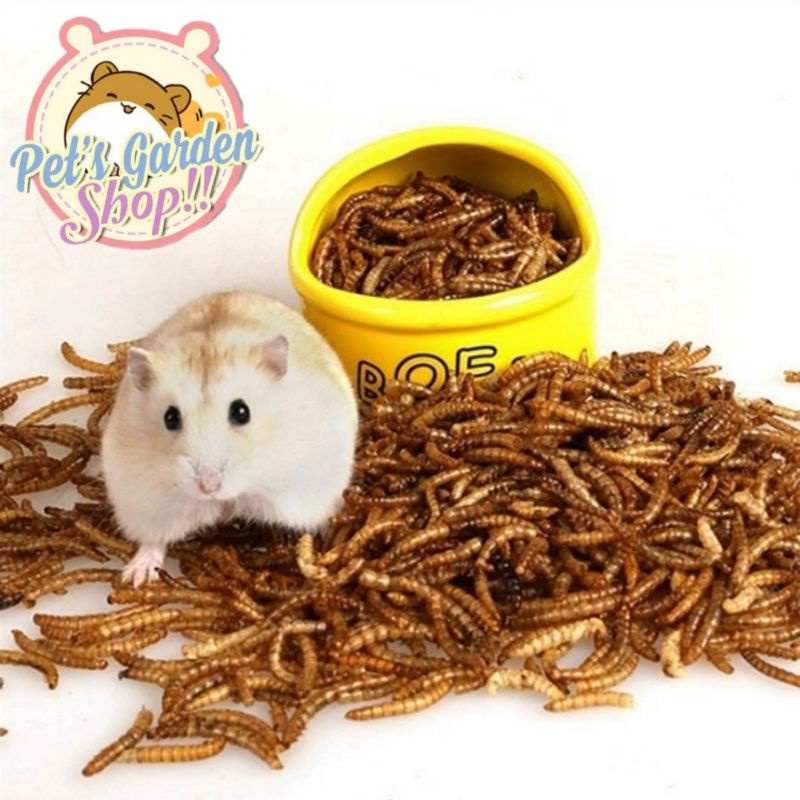 Sâu gạo rang - thức ăn cho hamster, nhím