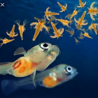 Artemia Lon Đỏ , thức ăn cho cá con mới nở