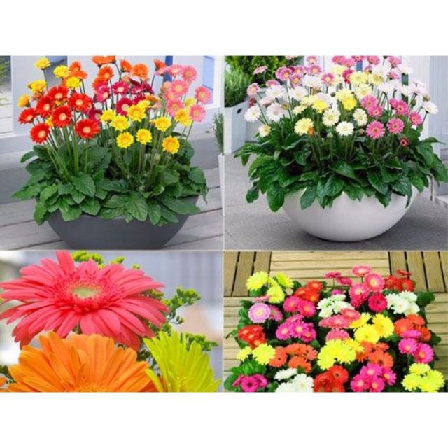 Gói 30 HẠT GIỐNG HOA ĐỒNG TIỀN CAO MIX MÀU  giá sỉ