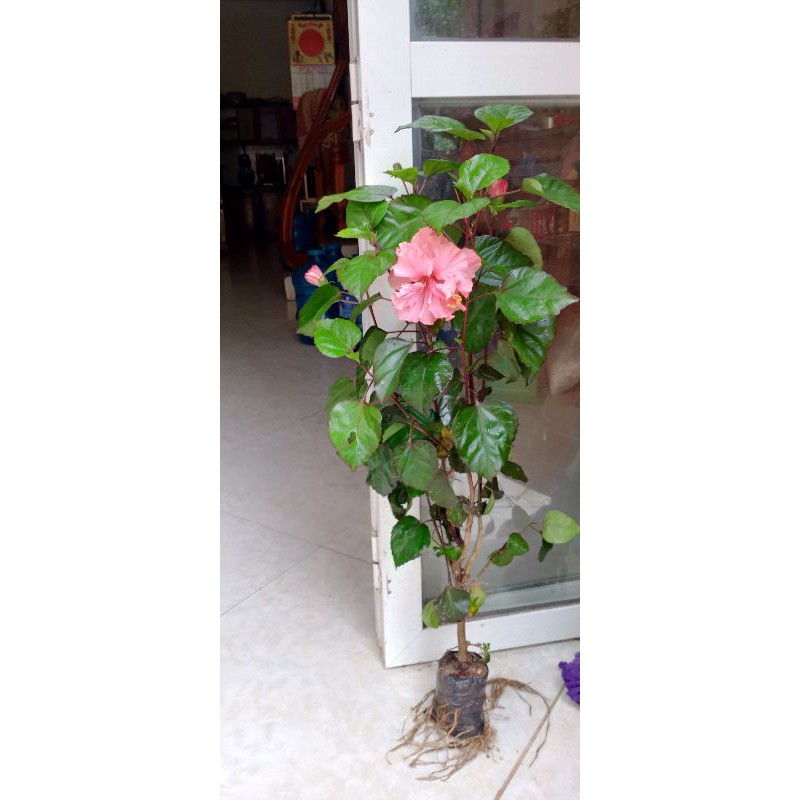 Dâm bụt kép bông to