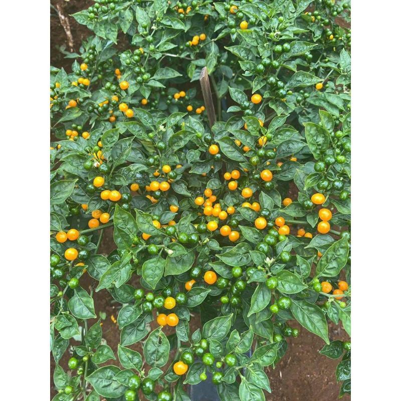 hạt giống ớt charapita gói 5 hạt