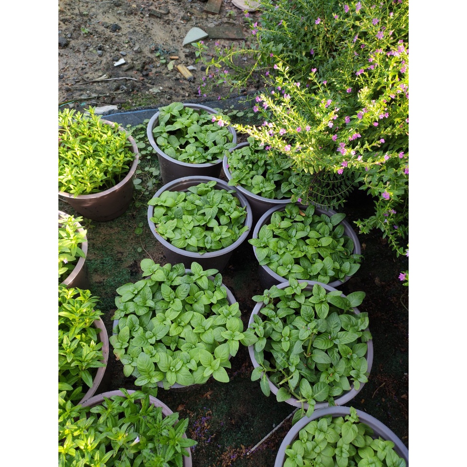 Chậu cây rau quế vị / cây xá xị danh pháp khoa học: Limnophila rugosa - Quế đất hay còn gọi hồi nước, rau quế vị, rau xá