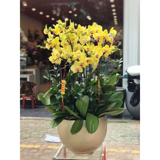 Bình hoa composite dáng ang số 2 cao 22cm