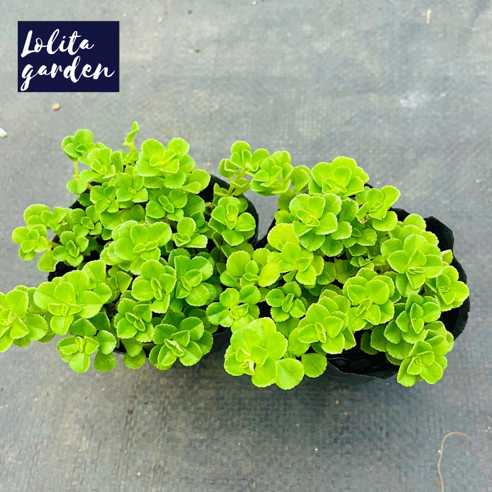 SEN ĐÁ CỎ SEDUM LỤC HÀ SIZE BÉ, HÀNG ĐÀ LẠT, SIÊU XINH SIÊU KHỎE, LỖI 1 ĐỔI 1