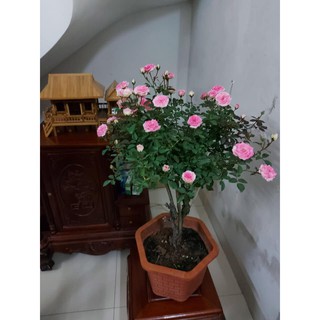 COMBO 3 Cây hoa hồng thân gỗ (tree rose đang mầm đẹp)