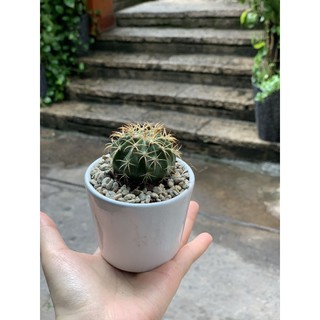 Xương rồng MELO 5-6 cm