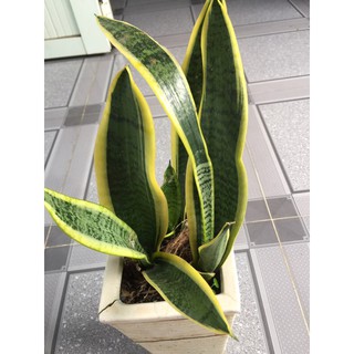 Cây lưỡi hổ