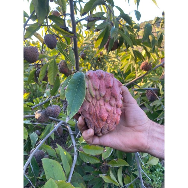 Cây Na Đỏ Giống
