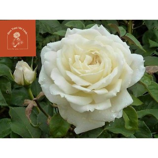 Hoa hồng ngoại Jeanne Moreau rose – Sắc trắng tinh khôi từ nước Pháp-HoaTuoiMeLinh