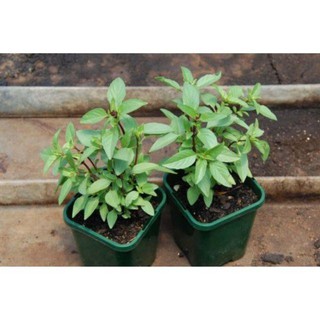 [HOT] Hạt giống Rau Húng quế - 2 gr
