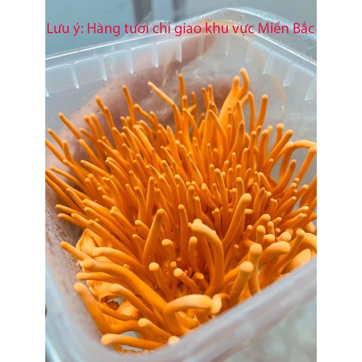Đông Trùng Hạ Thảo sinh khối cao cấp - hộp 180 gram