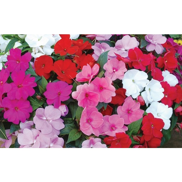 Hạt Giống Hoa Ngọc Thảo Mai Địa Thảo Mix Màu - SL: 50 HẠT