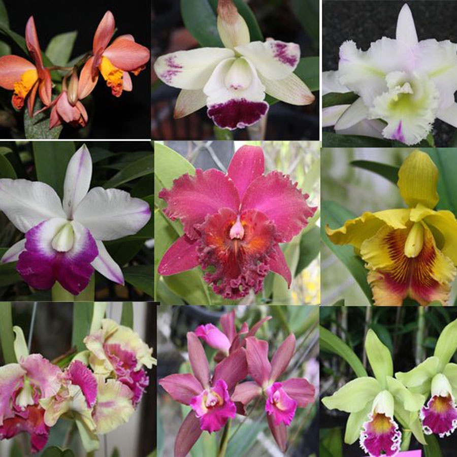 16 màu lan cattleya cây giống - lan cát giống