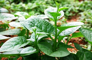 Hạt giống rau mùng tơi (rau mồng tơi) lá to (gói 20 gram)