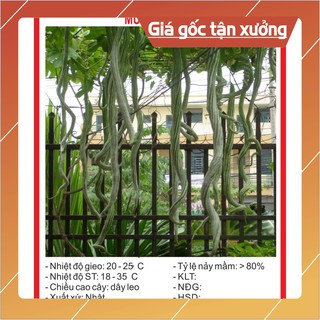Hạt Giống Mướp Rắn 5 Hạt Hạt giống