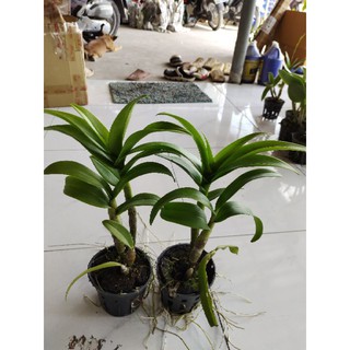 Dendro lai hồ điệp hoa tím