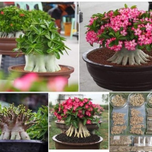 Hạt giống hoa sứ kim tự tháp - Gói 5 hạt