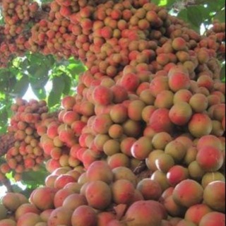 Giá Gốc - Cây dâu da đất giống