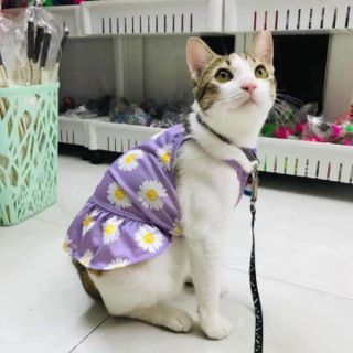 Áo hoa cúc trending