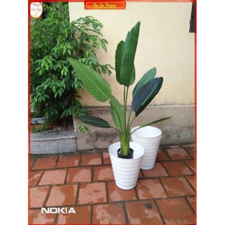 cây chuối giả cảnh ( tặng chậu nhựa kèm giỏ cói)