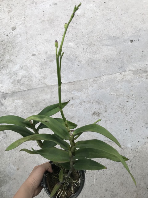 Lan Denro màu chậu đang nụ
